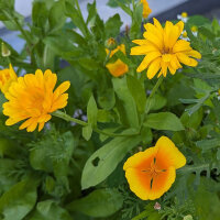 Bouquet de fleurs jaunes