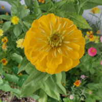 Bouquet de fleurs jaunes