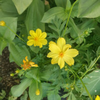 Bouquet de fleurs jaunes