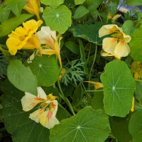 Bouquet de fleurs jaunes