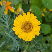 Bouquet de fleurs jaunes