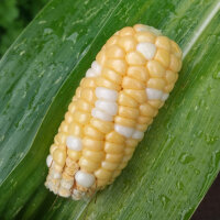 Zuckermais Yucon Chief (Zea mays) Bio-Saatgut