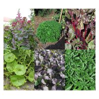 Microgreens, kit de graines