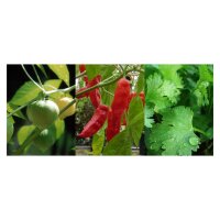 Salsa mexicaine - kit de graines