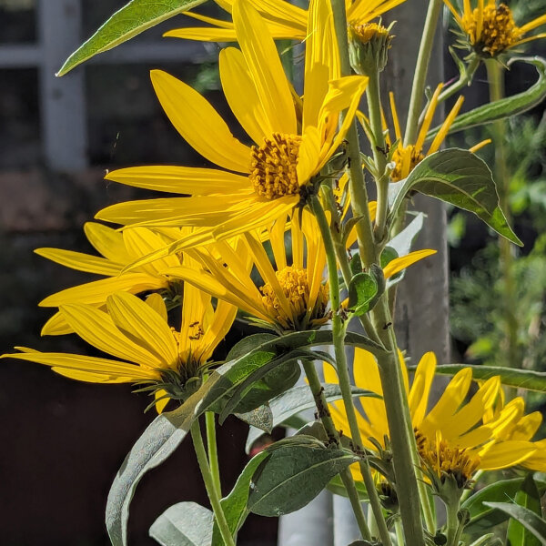 Tournesol Soleil de Maximilien (Helianthus maximiliani) graines