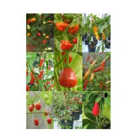 Piments rares – Coffret cadeau de semences