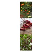 Piments thaï -  kit cadeau de graines