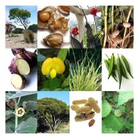 Plantes exotiques - Coffret cadeau de graines