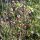 Capselle bourse à pasteur (Capsella bursa-pastoris) graines