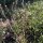 Capselle bourse à pasteur (Capsella bursa-pastoris) graines