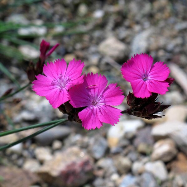 Œillet des chartreux (Dianthus carthusianorum) graines