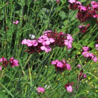 Œillet des chartreux (Dianthus carthusianorum) graines