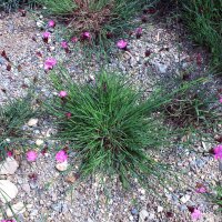 Œillet des chartreux (Dianthus carthusianorum) graines