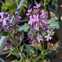 Julienne des dames (Hesperis matronalis) graines