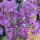 Julienne des dames (Hesperis matronalis) graines