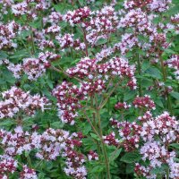 Origan (Origanum vulgare) Bio semences