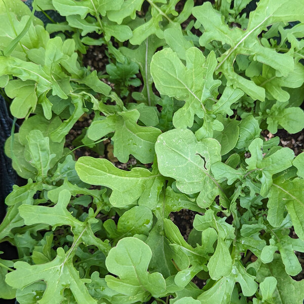 Roquette des murailles (Eruca vesicaria subsp. sativa) graines