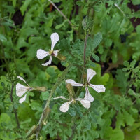 Roquette des murailles (Eruca vesicaria subsp. sativa)...