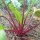 Betterave rouge Boltardy (Beta vulgaris) graines