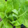 Laitue romaine Lobjoits Green (Lactuca sativa) graines