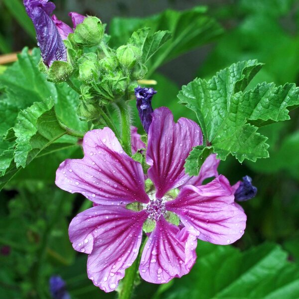 Mauve à feuilles rondes (Malva neglecta) graines