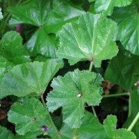 Mauve à feuilles rondes (Malva neglecta) graines