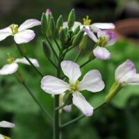 Radis Petit déjeuner français (Raphanus sativus) bio semences