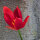 Tulipe de Sprenger / Tulipe sauvage de turquie (Tulipa sprengeri) graines