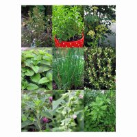 Herbes vivaces pour le jardin - kit cadeau de graines