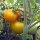 Tomate jaune Goldene Königin (Solanum lycopersicum) semences