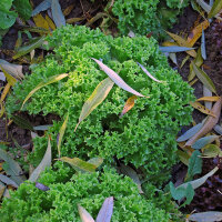 Chicorée endive Scarole verte (Cichorium endivia)...