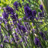 Lavande vraie (Lavandula angustifolia) Bio semences