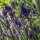 Lavande vraie (Lavandula angustifolia) Bio semences