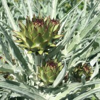 Artichaut Imperial Star (Cynara scolymus) Bio semences