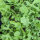 Roquette des murailles (Eruca vesicaria subsp. sativa) bio semences