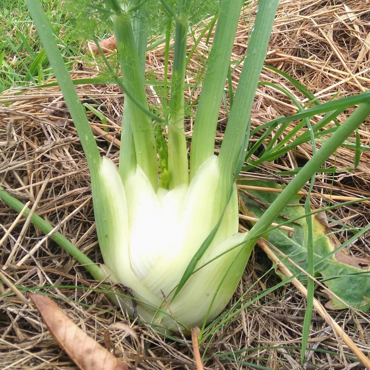 Fenouil 'Romanesco' (Foeniculum vulgare var. azoricum) bio semences