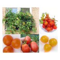 Tomates buissonantes de balcon -  kit de semences