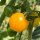 Golden Currant Tomato / Tomate de groseille jaune (Solanum pimpinellifolium) graines