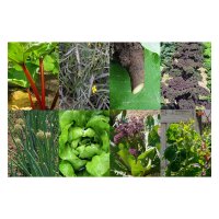 Permaculture kit de graines