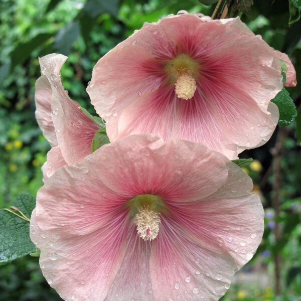 Mélange de rose trémière, passerose (Alcea rosea) Bio semences