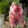 Mélange de rose trémière, passerose (Alcea rosea) Bio semences