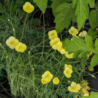 Pavot jaune de Californie (Eschscholzia caespitosa) Bio semences