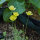 Pavot jaune de Californie (Eschscholzia caespitosa) Bio semences