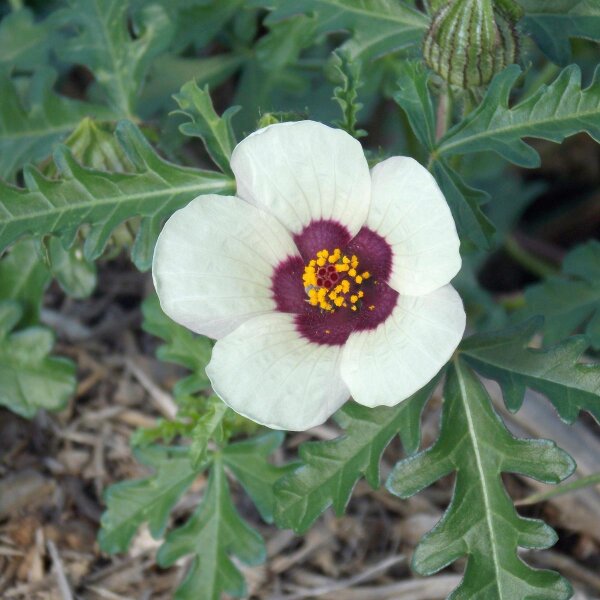 Ketmie dAfrique/ Fleur dune heure (Hibiscus trionum) bio semences