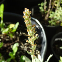 Armoise blanche (Artemisia ludoviciana) graines