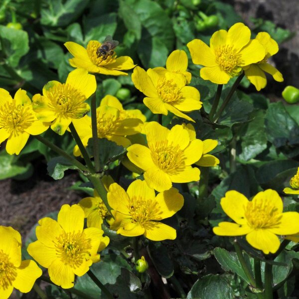 Populage des marais/ Souci deau (Caltha palustris) bio semences