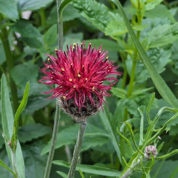 Centaurée pourpre (Centaurea atropurpurea) bio semences