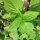 Chia (Salvia hispanica) bio semences