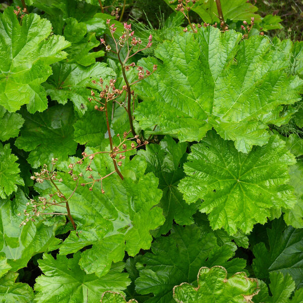 Plante ombrelle (Darmera peltata) graines