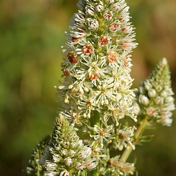 Réséda blanc (Reseda alba) bio semences